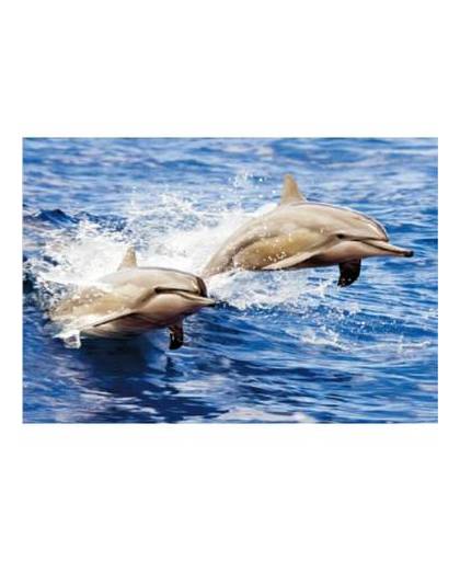 Placemat dolfijnen 3d 28 x 44 cm