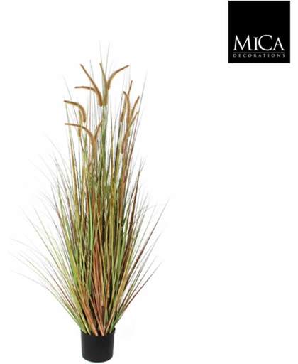 Mica flowers pluimgras dogtail maat in cm: 120 in plastic pot