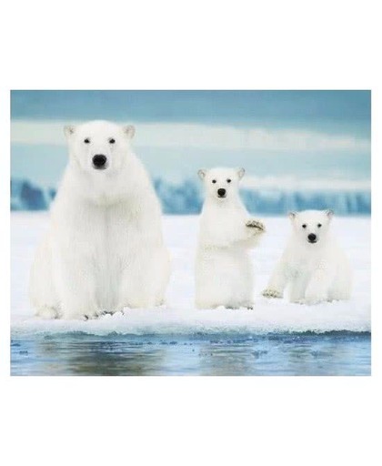 Poster ijsberen 40 x 50 cm - dieren posters