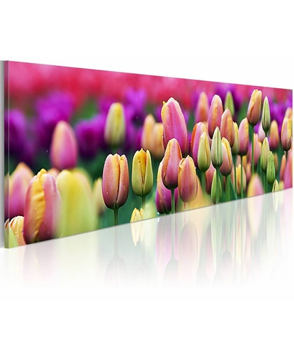 Schilderij - Regenboog kleurige tulpen  120x40cm