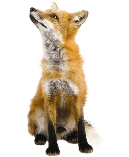 KEK Amsterdam Forest Friends: Fox - Muursticker - Multicolor