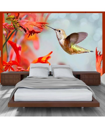 Fotobehang - Vliegende Kolibrie