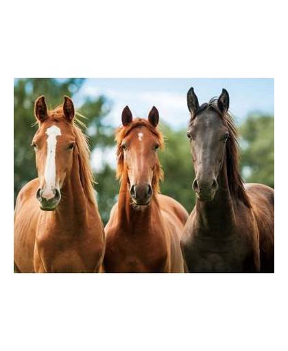 Placemat drie paarden 3d 30 x 40 cm