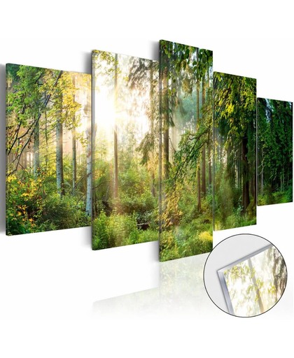 Afbeelding op acrylglas - Zonlicht door de bomen
