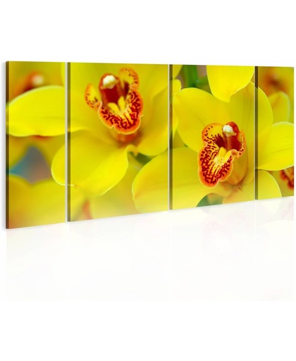 Schilderij - Prachtige gele kleuren, orchidee