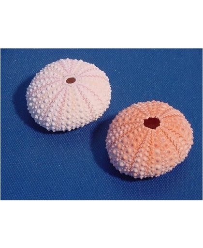 Mini zeeappel 4 cm - deco schelpen