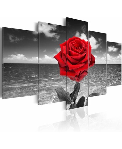 Schilderij - Rode roos