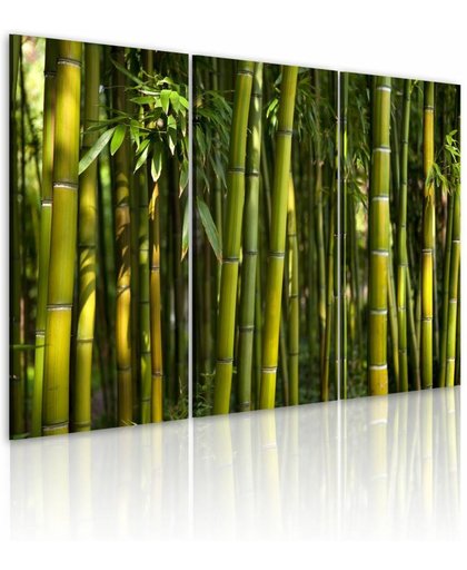 Schilderij - Groene Bamboe