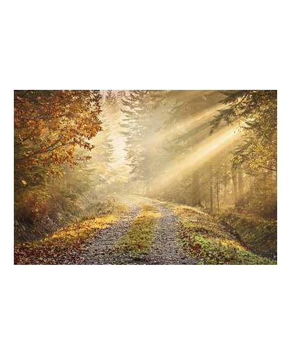 Forest road -fotobehang - 232 cm x 315 cm - multi