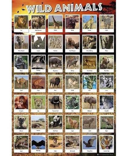 Poster wilde dieren 61 x 91 cm - dieren posters
