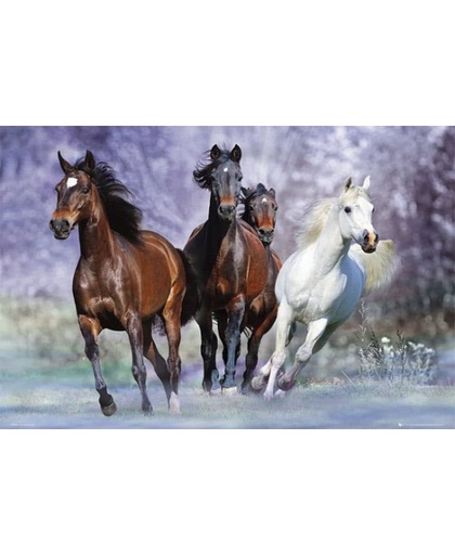 Poster rennende paarden 61 x 91,5 cm