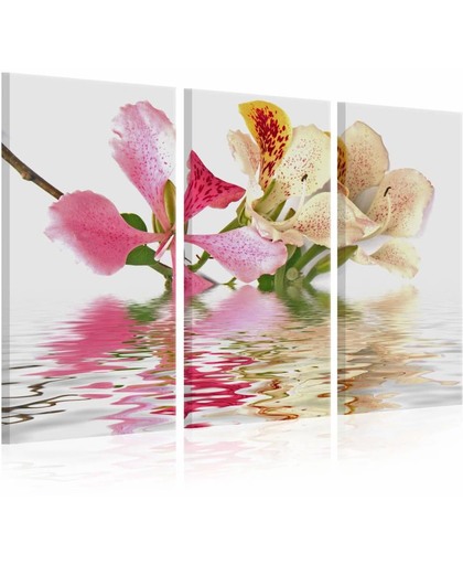 Schilderij - Orchideeën met roze vlekken