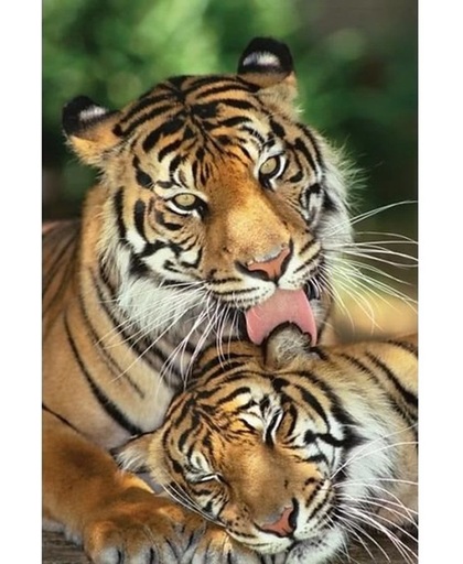 Poster tijgers 61 x 91 cm - dieren posters