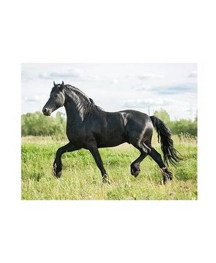 Dieren magneet 3d zwart paard