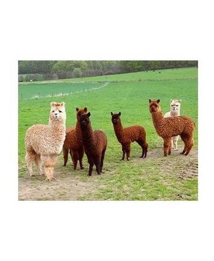 Dieren magneet 3d alpacas