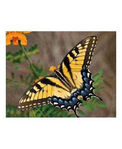 Dieren magneet 3d gele vlinder