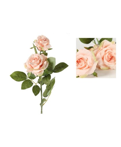 Roos Jip roze