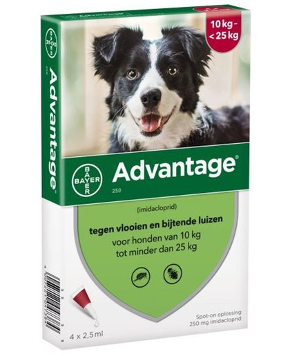 Bayer advantage hond 4 pipetten 250 10-25 kg 4 pip
