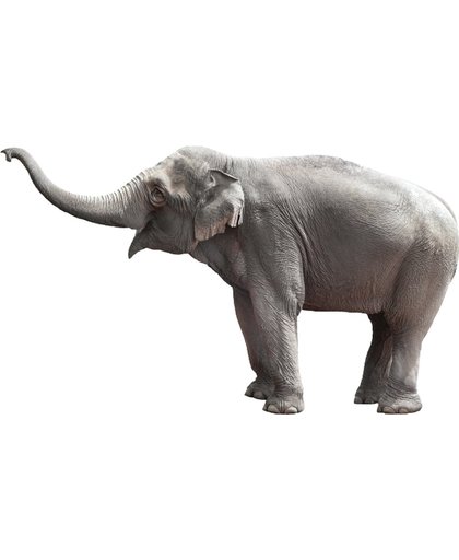KEK Amsterdam Safari Friends: Elephant XL - Muursticker - Multicolor