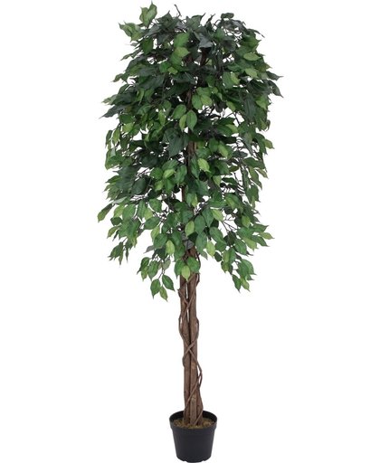 Europalms Ficus boom Multi-Stam, 180 cm - Kunstplant