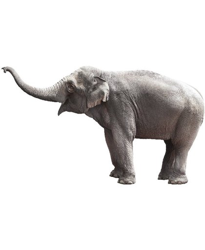 KEK Amsterdam Safari Friends: Elephant - Muursticker - Multicolor