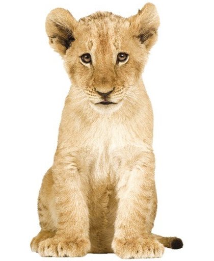 KEK Amsterdam Safari Friends: Lion Cub XL - Muursticker - Multicolor