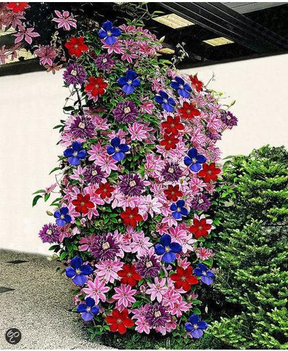 3 Klimplanten halen, 2 betalen! Tuin- en balkonplant 3 stuks - Clematis - Blauw, Wit en Rood - Hoogte 60cm - Doorsnede pot 15cm