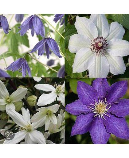 ClematisOnline Tuin- en balkonplant * Blauw-Witte Klimplanten kleurencombinatie: 4 blauw/witte Clematis soorten