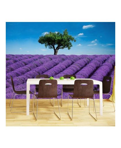 Fotobehang lavendel (366 x 254 cm)