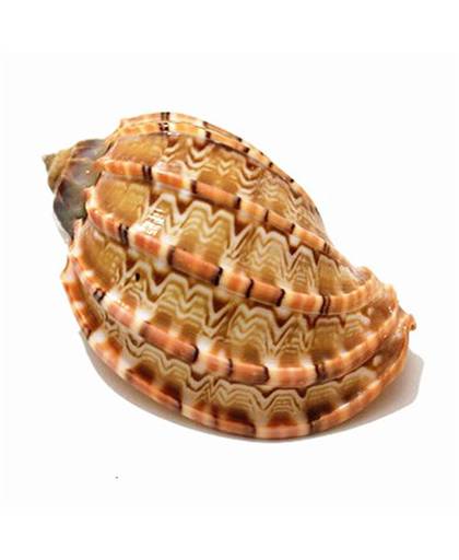 MyXL 6-8 cm Natuurlijke Craft Harpaconoidalis Conch Inheemse Harp Shell Carambola Seashell Aquarium OrnamentenMascotte Home Decor