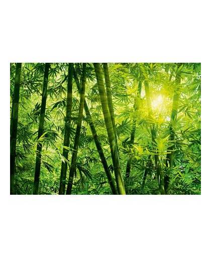 Bamboo forest- 366 x 254 cm - groen