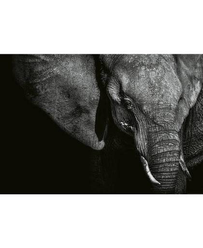 Fotobehang Beautiful Elephant - 4 delig - 368 x 254 cm - Zwart Wit