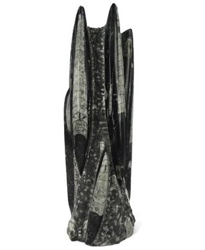 Orthoceras sculpturen - 20-40 cm - grijs - 20-40 cm