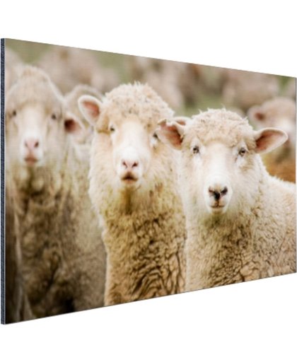 FotoCadeau.nl - Drie witte schapen Aluminium 90x60 cm - Foto print op Aluminium (metaal wanddecoratie)