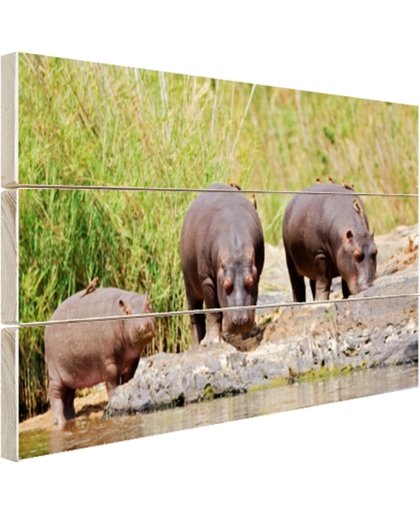 FotoCadeau.nl - Nijlpaarden naast elkaar in Zuid-Afrika Hout 120x80 cm - Foto print op Hout (Wanddecoratie)