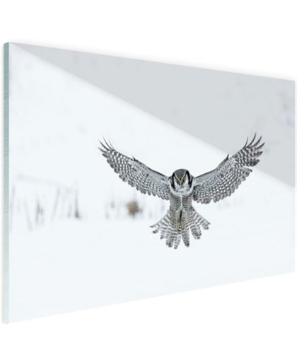 Vliegende Hawkuil Glas 180x120 cm - Foto print op Glas (Plexiglas wanddecoratie)