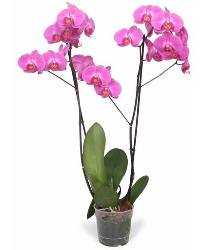 Orchidee Phalaenopsis Atlantis - 2 takken - 18 knoppen - 70 cm