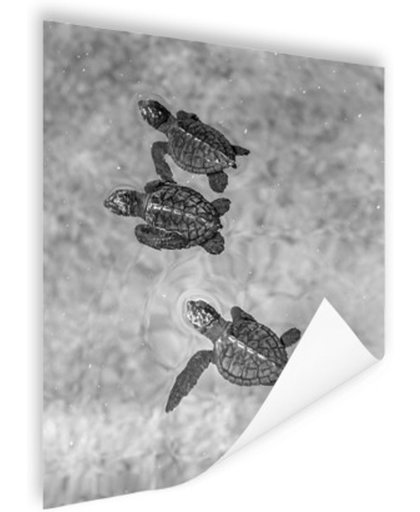 FotoCadeau.nl - Schildpadden zwart-wit foto Poster 60x90 cm - Foto print op Poster (wanddecoratie)