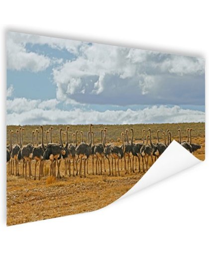 FotoCadeau.nl - Kudde struisvogels fotoafdruk Poster 120x80 cm - Foto print op Poster (wanddecoratie)