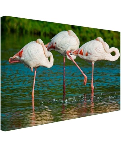 FotoCadeau.nl - Europese flamingos in het water Canvas 80x60 cm - Foto print op Canvas schilderij (Wanddecoratie)