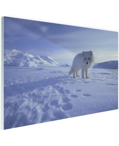 FotoCadeau.nl - Poolvos in de sneeuw Glas 60x40 cm - Foto print op Glas (Plexiglas wanddecoratie)