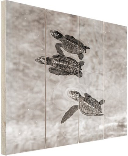 Schildpadden zwart-wit foto Hout 120x160 cm - Foto print op Hout (Wanddecoratie)