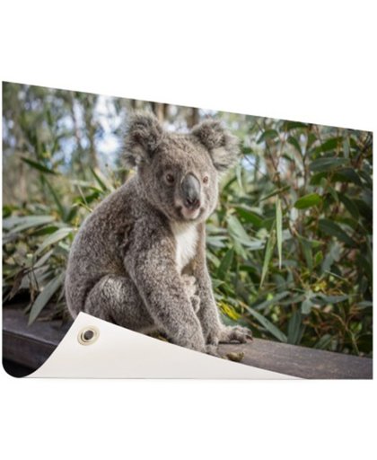 FotoCadeau.nl - Zittende koala in Australie Tuinposter 200x100 cm - Foto op Tuinposter (tuin decoratie)