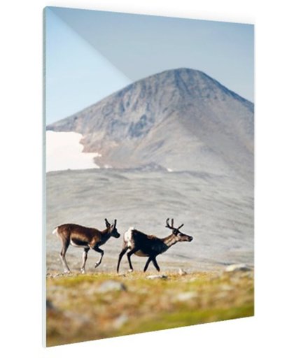 FotoCadeau.nl - Herten in de bergen Glas 80x120 cm - Foto print op Glas (Plexiglas wanddecoratie)