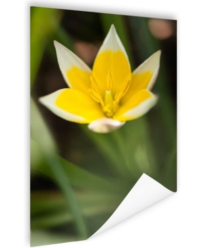 FotoCadeau.nl - Gele bloem Poster 40x60 cm - Foto print op Poster (wanddecoratie)