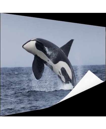 FotoCadeau.nl - Springende orka Poster 90x60 cm - Foto print op Poster (wanddecoratie)