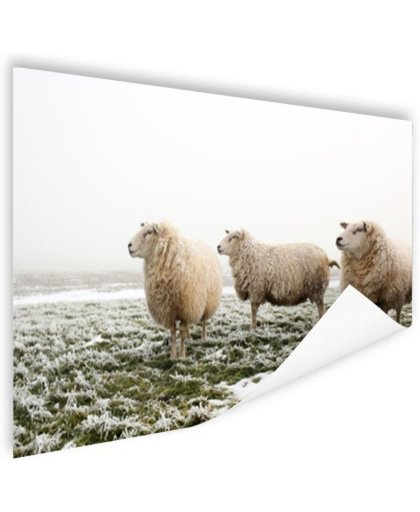 FotoCadeau.nl - Drie schapen in de winter Poster 90x60 cm - Foto print op Poster (wanddecoratie)