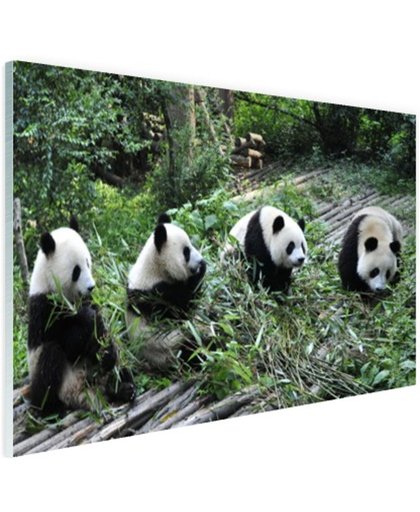 Reuze pandas in de natuur Glas 180x120 cm - Foto print op Glas (Plexiglas wanddecoratie)