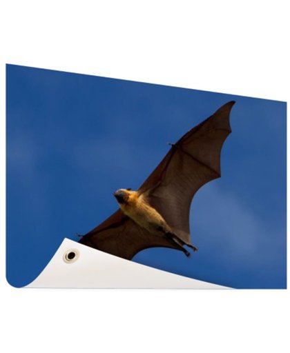FotoCadeau.nl - Grote vleermuis in vlucht Tuinposter 200x100 cm - Foto op Tuinposter (tuin decoratie)