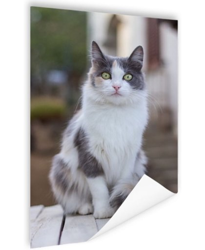 FotoCadeau.nl - Portretfoto wit-grijze kat Poster 120x180 cm - Foto print op Poster (wanddecoratie)
